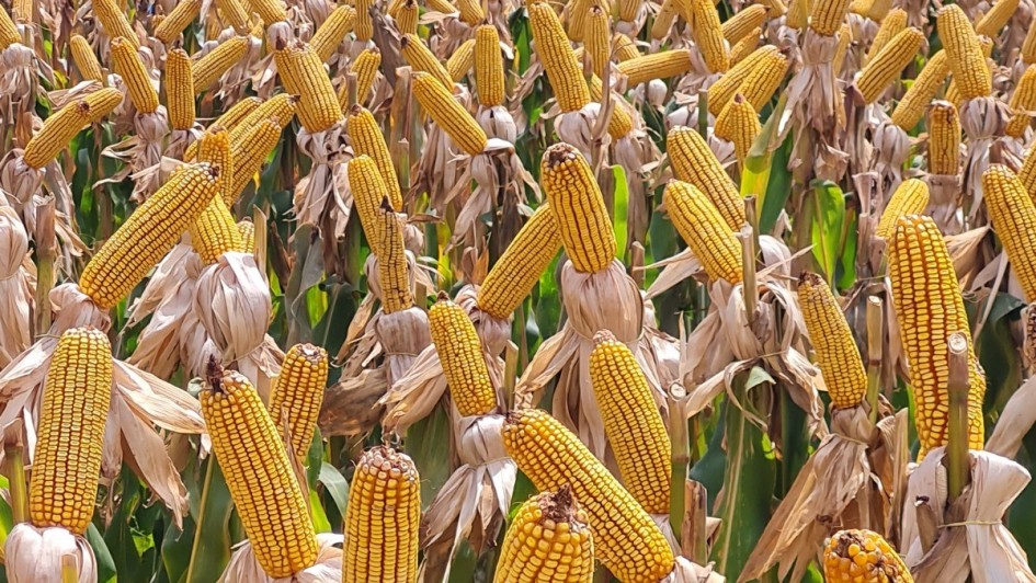 Governo do Estado alcança recorde de mais de 57 mil agricultores familiares na safra 2026/2027 com Programa Milho 100%