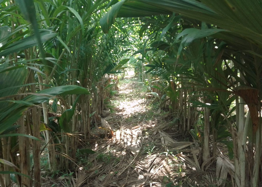 Gazeta Rural: Fungo benéfico mostra eficiência no combate à principal doença da pupunheira