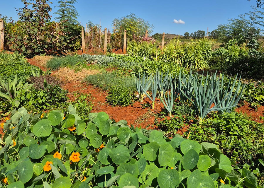 Gazeta Rural: Embrapa lança primeiras cultivares de hortaliças não convencionais